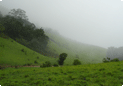 Kodachadri