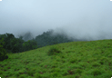 Kodachadri