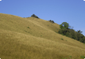Kodachadri