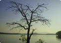 Sharavathi backwater